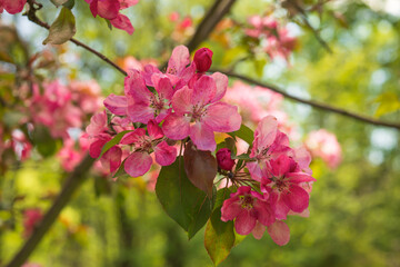 Apple Malus Rudolph tree, with dark pink blossoms in the blurred bokeh background. Spring. Abstract floral pattern