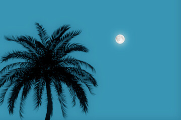 Silhouette of a Palm Tree Against the Background of the Evening Sky with the Moon. 3d Rendering