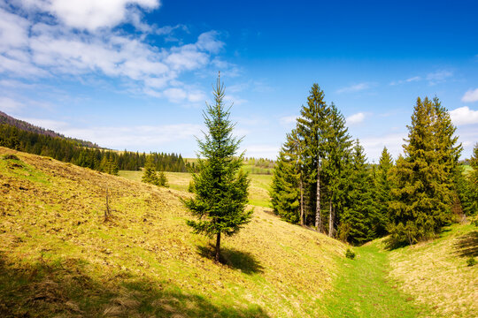 coniferous trees on the grassy hills of  carpathian countryside in spring. rural landscape of ukraine on a sunny day