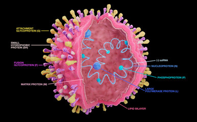 Respiratory syncytial virus structure - RSV, with its envelope proteins G, F, SH and inside the RNA, proteins N, P, L and M. The RSV virus can cause respiratory infections. 3d illustration with text.