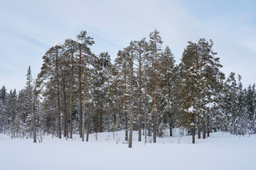 Images from the Myrsjoen Lake and its surroundings, part of the Totenaasen Hills, a winter day in february.