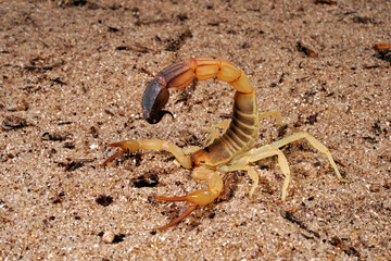 Yellow fat-tailed scorpion // Nordafrikanischer Dickschwanzskorpion, Sahara-Dickschwanzskorpion...