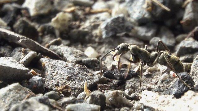 Black ant moving an eggs in the nest