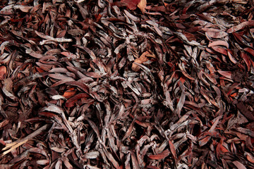 Branches and leaves of various plants in the National Botanical Garden of Iran in Tehran