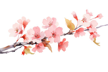 pink cherry blossom flower on white