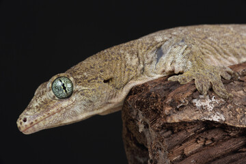 Portrait of a Voracious Four-clawed Gecko
