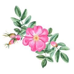 Watercolor dog rose bouquet, composition from flowers, leaves and berries isolated on white background. Botanical hand drawn illustration.