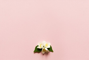Top view photo of three white jasmine flowers with two green leaves over pastel pink paper...