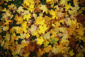 Beautiful autumn landscape with yellow trees and sun. Colorful foliage in the park. Falling leaves natural background