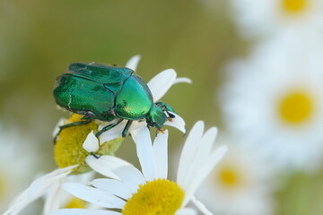 A beautiful green rose chafer (Cetonia aurata) sits on a daisy flower. Beautiful green beetle in...