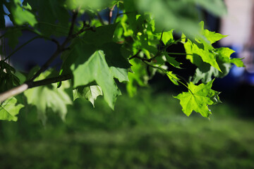 Lively closeup of spring leaves with vibrant backlight from the setting sun