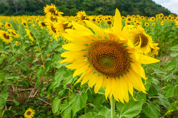 Sunflower.close up Sunflower field on a clear day.