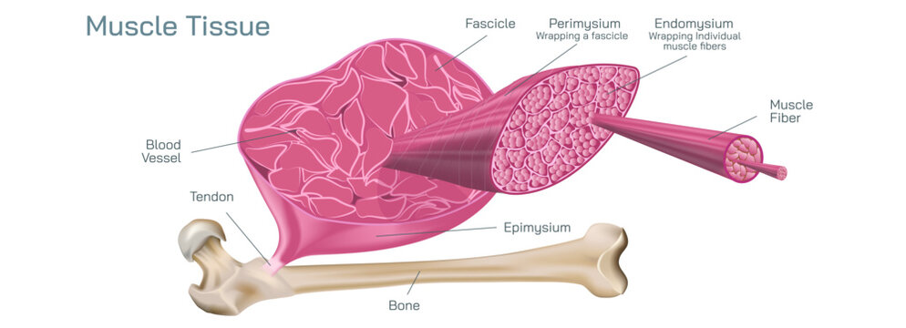 There are three types of muscle tissue that are cardiac, smooth and skeletal. cardiac muscle found in walls of the heart, Smooth muscle is found in wall of the intestine, skeletal is attached to bone.