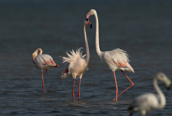 Greater Flamingos at Eker creek in the morning, Bahrain