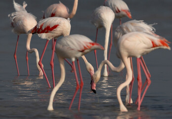 Selective focus on Greater Flamingos feeding at the back