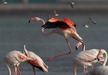 Greater Flamingos landing at Eker creek in the morning, Bahrain