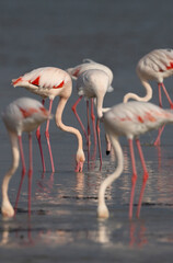 Selective focus on back, Greater Flamingos feeding at Eker creek in the morning, Bahrain