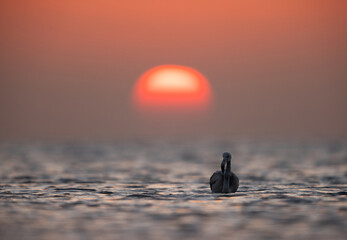 Greater Flamingos and dramatic sunrise at Asker coast, Bahrain