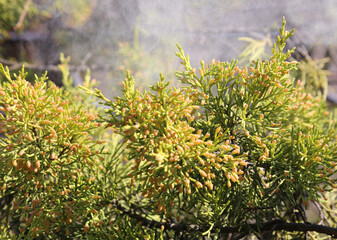False cypress (chamaecyparis obtusa) releasing pollen. Selective focus.