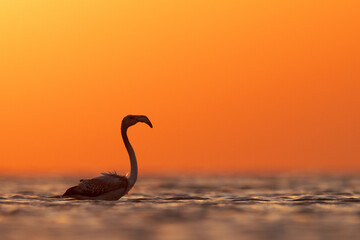 Silhouette of Greater Flamingos and beautiful hue in the morning hours at Asker coast of Bahrain