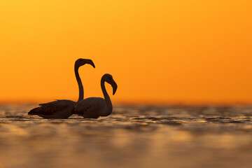 Greater Flamingos in the morning hours with dramatic hue of light on water, Asker coast, Bahrain