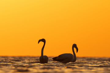 Silhouette of a pair of Greater Flamingos wading in the morning hours at Asker coast of Bahrain