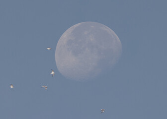 Lesser Black-backed Gull flying with moon at the backdrop at Asker coast, Bahrain