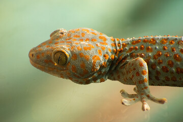 Gecko