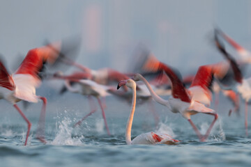 Motion blur image of Greater Flamingos takeoff at Eker creek in the morning, Bahrain