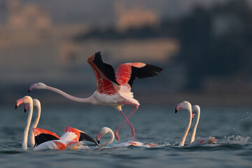 Greater Flamingos takeoff at Eker creek in the morning hours, Bahrain