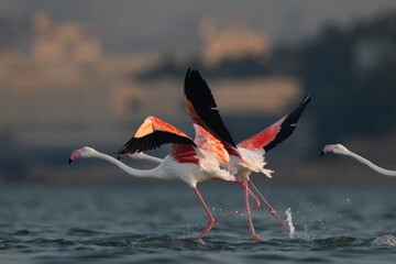 Greater Flamingos takeoff at Eker creek in the morning, Bahrain
