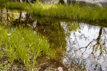 In the middle of the National Botanical Garden of Iran, there is an artificial lake that flows into it through various channels and provides a calm and green environment