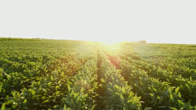 Soybean rows top shot from drone
