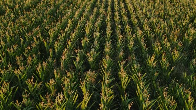 Drone shot of corn field in golden hour. Top areal shot