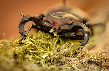  A stag beetle with big mandibles