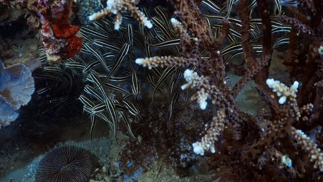 Staghorn Coral - komodo Archipelago in Indonesia stock video