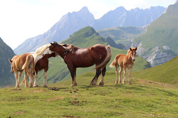horses in the french pyrenees  - obrazy, fototapety, plakaty