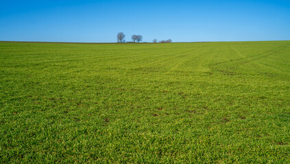 Large meadow on a sunny day in the Ardennes, Belgium
