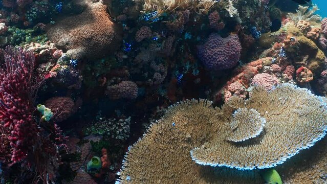 Coral Structures - komodo Archipelago in Indonesia stock video