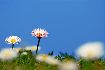 closeup of daisies  (Bellis perennis) © Andreas