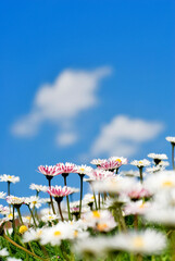 closeup of daisies  (Bellis perennis) © Andreas