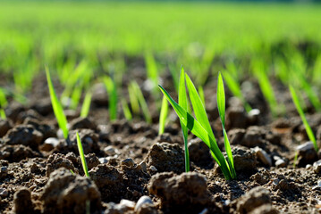 young shoots of a cereal plant, backlit, wheat, rye or barley