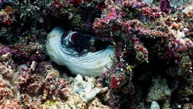 Octopus hiding in a hole - komodo Archipelago in Indonesia stock video
