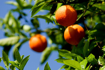 Orange fruit in a Tree in Sorrento, Italy