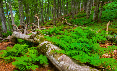 tree lie on mountain forest glade