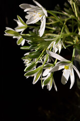 White flowers of the asterisk ornithogalum on black. Star of Bethlehem. grass lily, nap at noon, eleven oclock lady