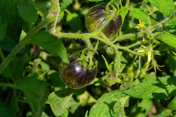 Unripe dark galaxy tomato in garden. Fresh green organic tomatoes growing on open fields. Dwarf...