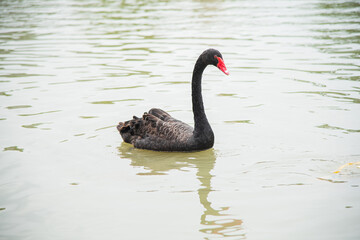 Black swans swimming in the pond in summer
