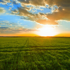 spring green field at the sunset, spring agricultural  scene