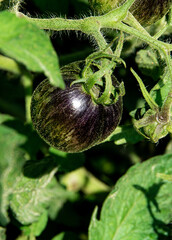 Unripe dark galaxy tomato in garden. Fresh green organic tomatoes growing on open fields. Dwarf...